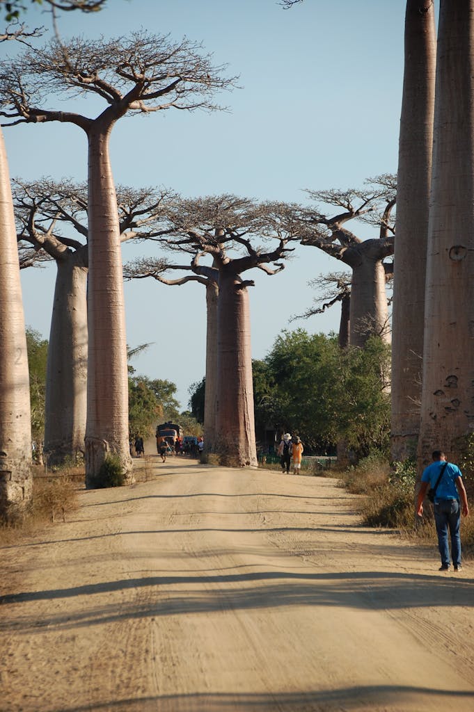 Baobab trees towering over a dirt road in Madagascar, a famous tourist site.